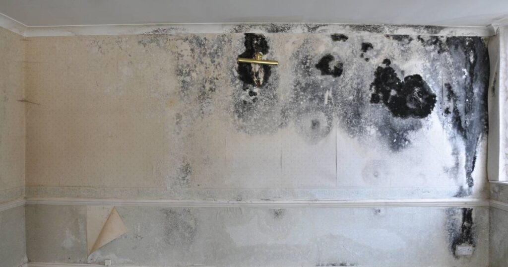 does a home warranty cover mold