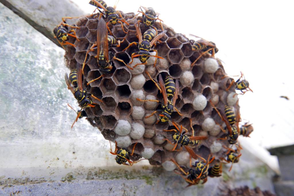 get rid of wasps nest