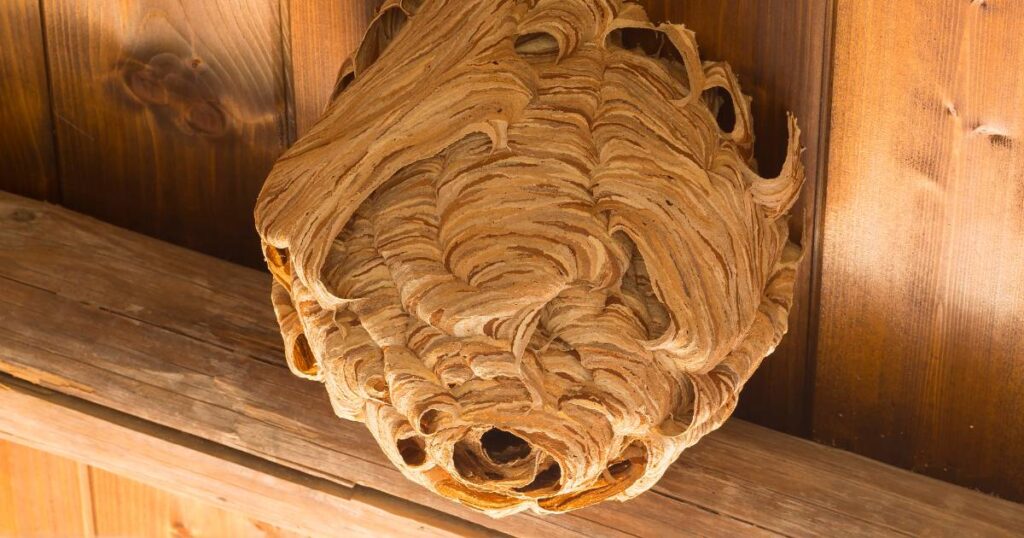 wasps nest