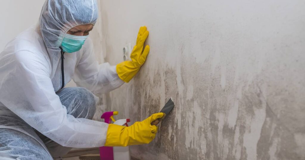 mold removal seattle