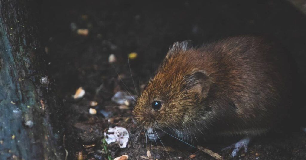 Roof Rats Identification Prevention And Habits Attic Crew