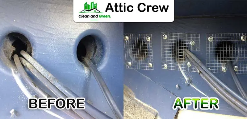 Rodent proofing: before and after
