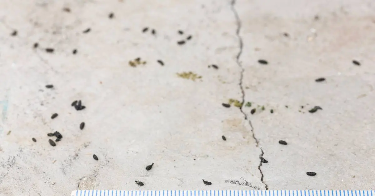 mouse droppings