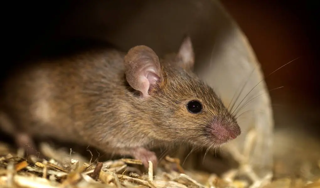 What Are The Chances Of Getting Sick From Mouse Droppings?