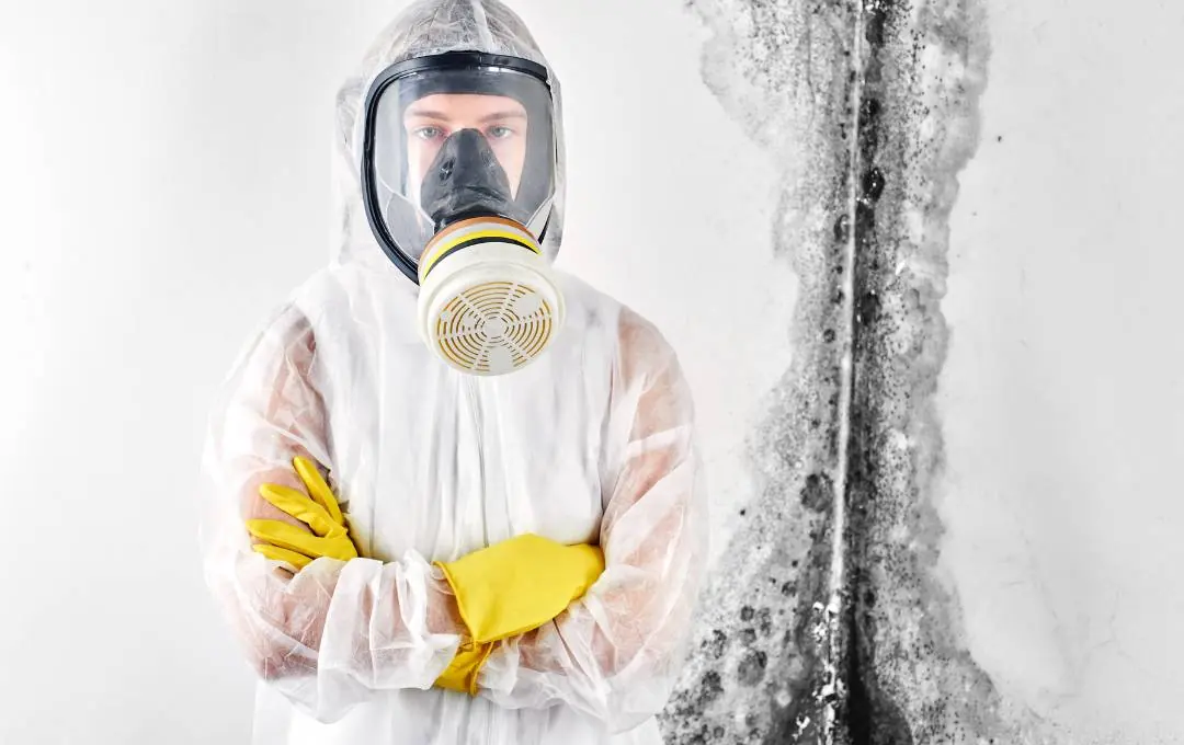 mold remediation olympia wa by atticrewwa.com