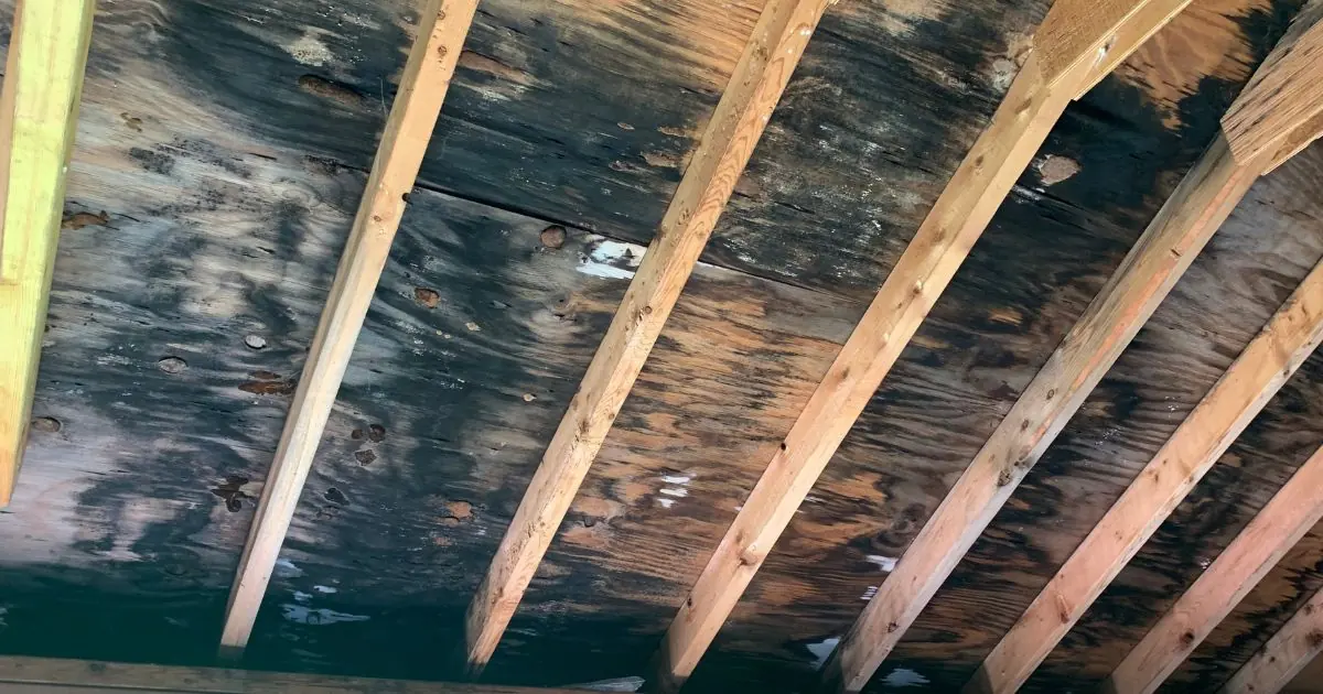 black mold