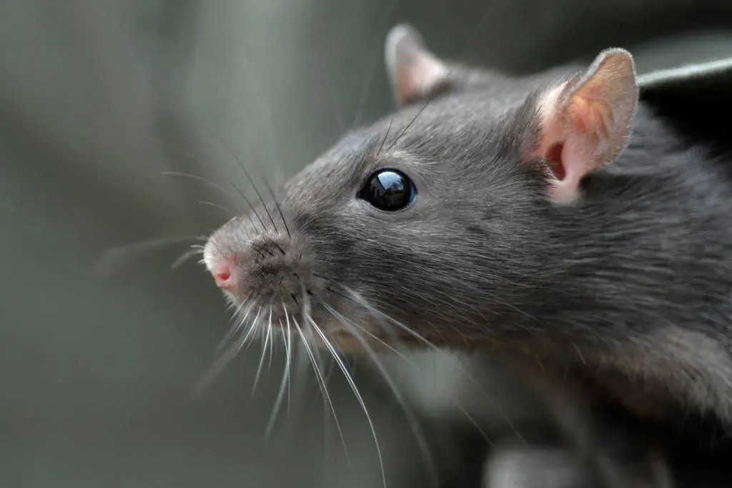 rat problem