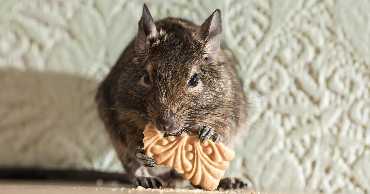 Rodent Control in Seattle: How to Keep Your Home Safe and Clean