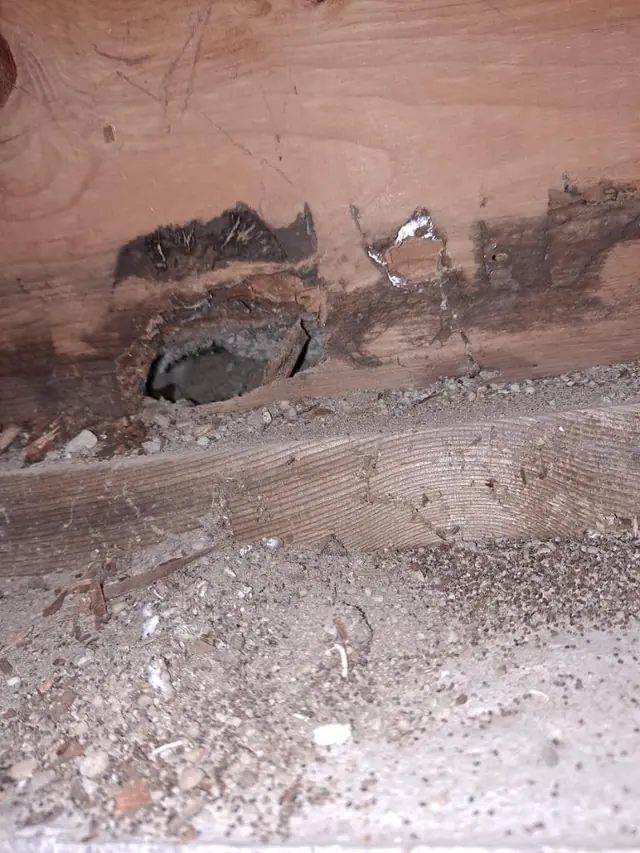 Chewed entry point and droppings along a wood sill