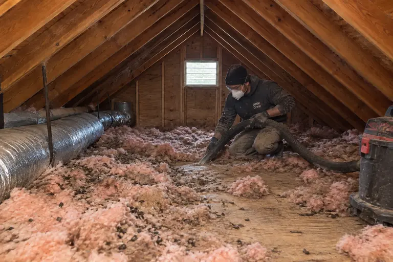 Attic cleanup in a Seattle Craftsman bungalow attic, in progress: A technician uses a high-powered vacuum to carefully remove contaminated insulation and rodent droppings, beginning the thorough attic cleanup.