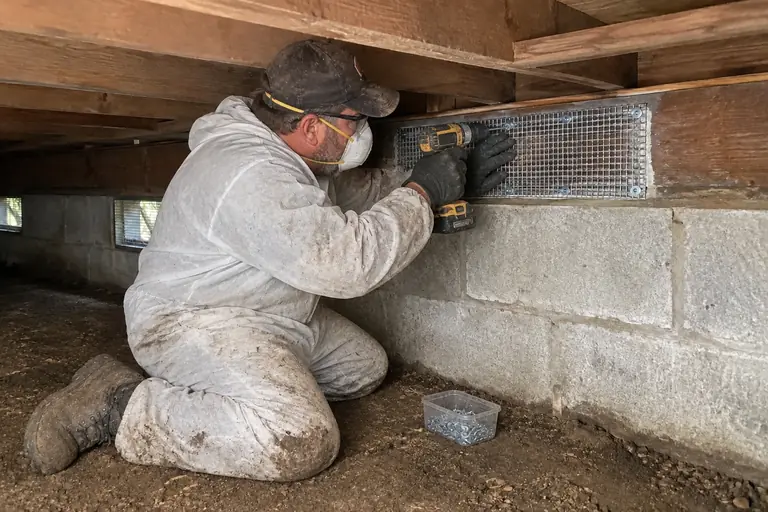 Crawl space cleaning with rodent-damaged sill plate repair, in progress: A technician carefully fits and secures a new wire mesh patch over the damaged sill plate to prevent further rodent entry.