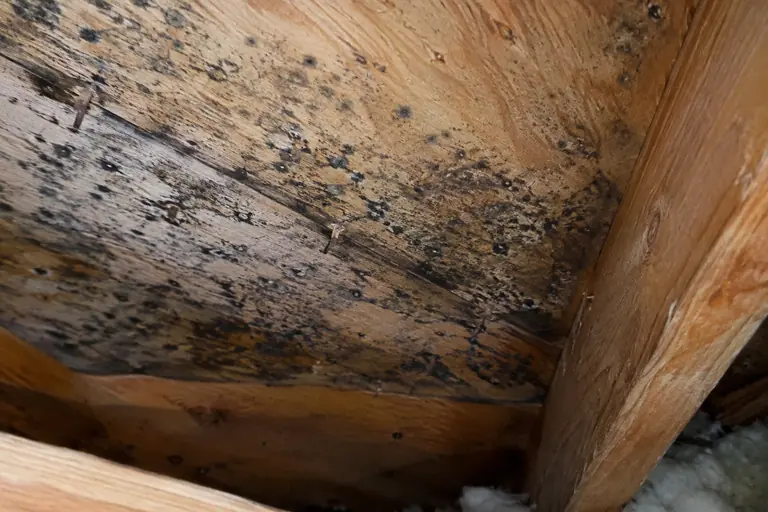 Close-up of black mold spots forming along the nail lines on attic roof sheathing in a residential home.