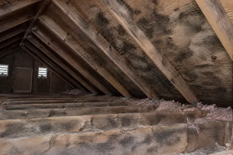 Mold remediation in Bellevue attic, before: The attic roof sheathing shows heavy mold infestation caused by poor ventilation.