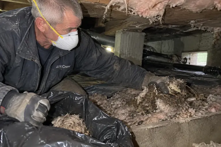 A technician bags nesting material in a crawl space.