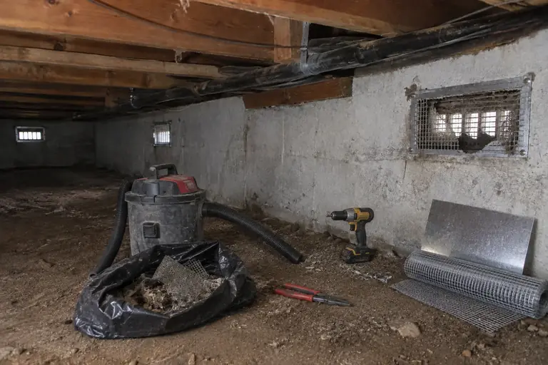 Crawl space rodent exclusion in Redmond, in progress: A technician removes the damaged vent screen and carefully cleans rodent droppings and debris to prepare for sealing.