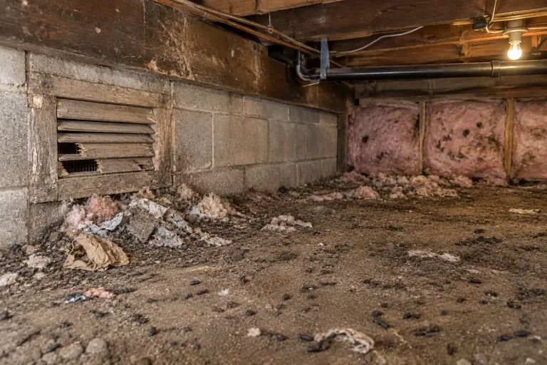 Crawl space rodent proofing in a Tacoma two-story home, before: Before cleanup and repair, the Tacoma crawl space shows clear signs of rodent infestation with droppings scattered on the dirt floor and breaches in the vent allowing rodent entry.