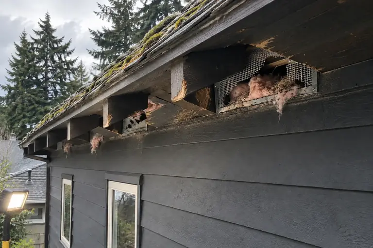 Rodent proofing the eaves of a Seattle Craftsman bungalow, before: The bungalow's eaves and crawl-space vents show extensive rodent damage and entry points with visible nesting debris and droppings.