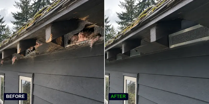 Rodent proofing the eaves of a Seattle Craftsman bungalow: before and after