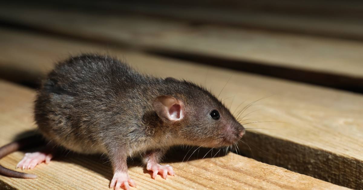 Pest control » Attic Crew