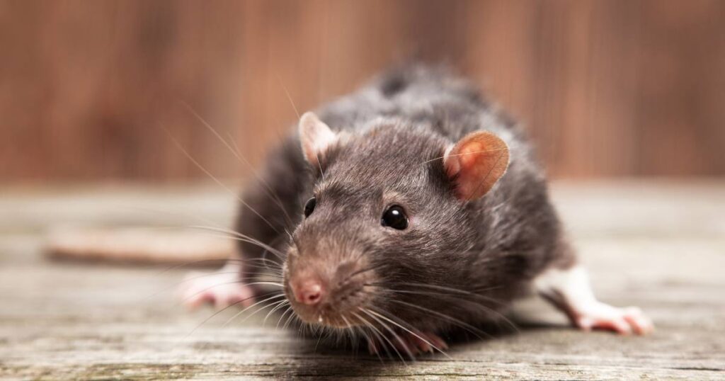 are old mouse droppings dangerous
