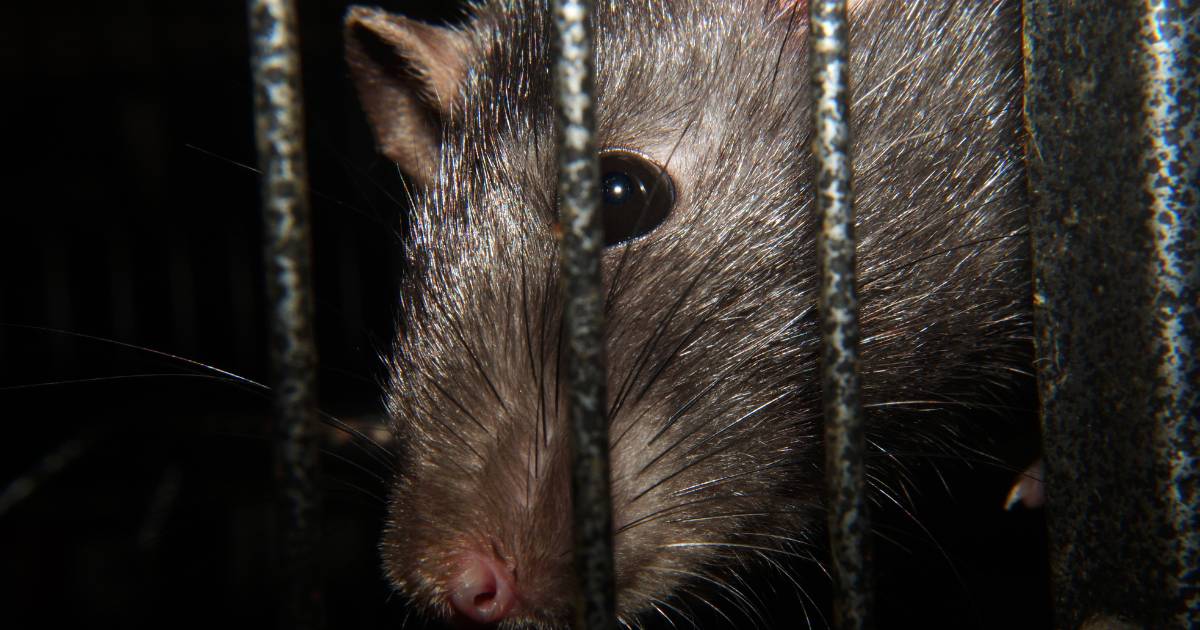 Pest control Olympia » Attic Crew